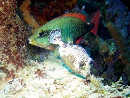 Smooth Trunkfish and Parrotfish IMG 6998